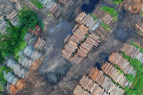 Although environmental problems cannot be coped hundred this essay attempts to examine the causes and effects of environmental problems that happened in malaysia. China is Turning the Rainforest into Cheap Furniture for ...