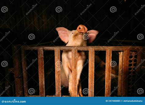 Pig In Stable At The Farm Stock Image Image Of Piglets 247440885
