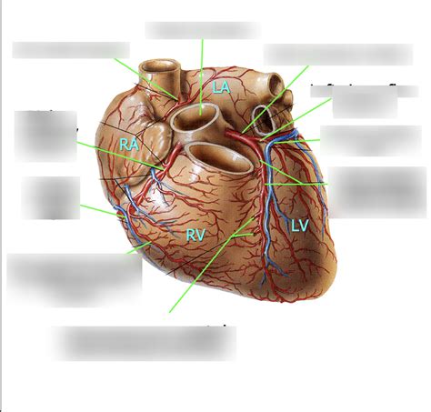 Coronary Arteries Veins Anterior Diagram Quizlet