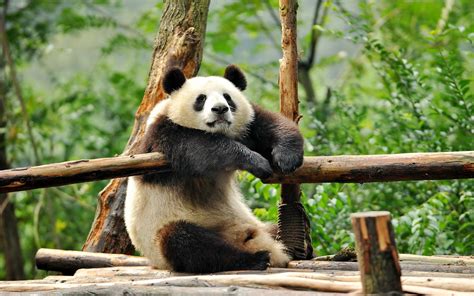 Search free cute panda wallpapers on zedge and personalize your phone to suit you. Funny Panda Wallpaper 20117 - Baltana