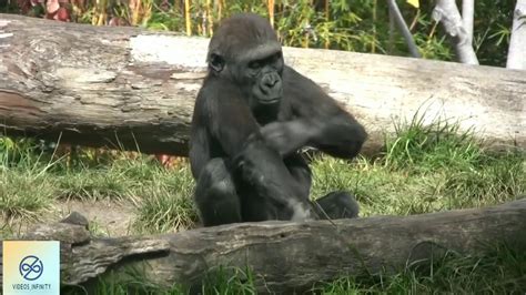 Gorilla And Baby Gorilla Hug At Zoo Youtube