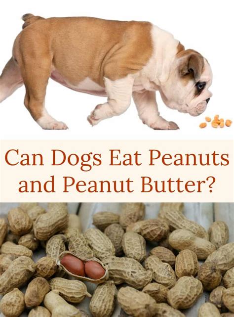 Can Dogs Eat Peanuts And Peanut Butter Miss Molly Says