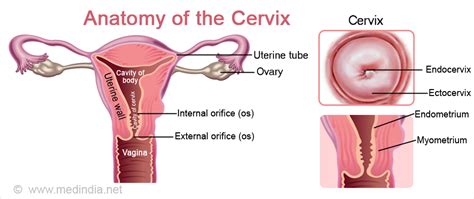 Cervix Anatomy And Function