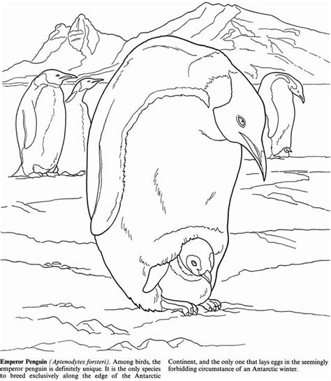 Emperor Penguin Coloring Page Beautiful Arctic And Antarctic Life