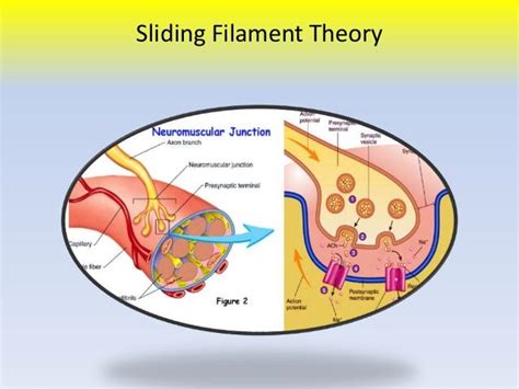 Sliding filament theory overview