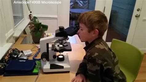 Check spelling or type a new query. Bread Mold under a Microscope - YouTube