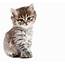 Kitten Definition And Meaning  Collins English Dictionary