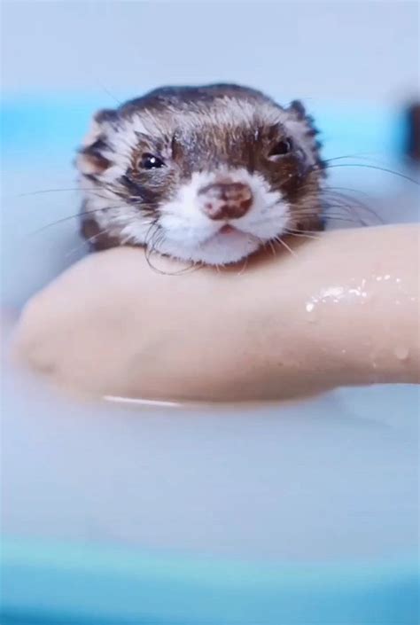 When You Have Evil Plans But Its Bath Time Aww Cute Ferrets Cute