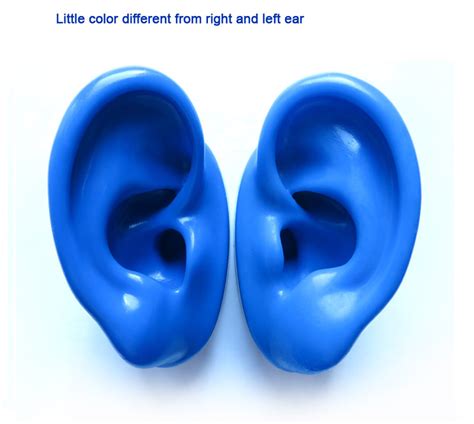 Silicone Ear Model For Hearing Aids And Iem Display Emulational Ears