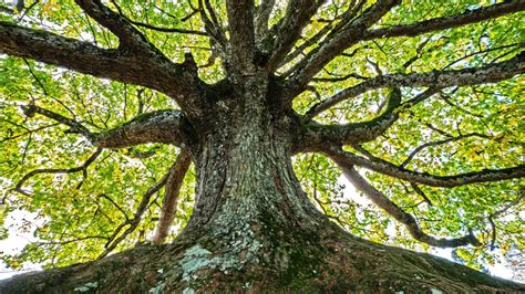 What The Talmud Teaches About Trees My Jewish Learning