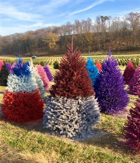 This Nj Farm Sells Colorful Christmas Trees Secret Nyc