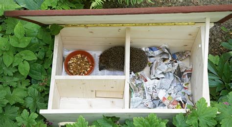 Beim haus bauen sollten sie aber unbedingt einige dinge beachten, denn das sprichwort: Mit Gratis-Anleitung: So einfach kannst du ein Igelhaus ...