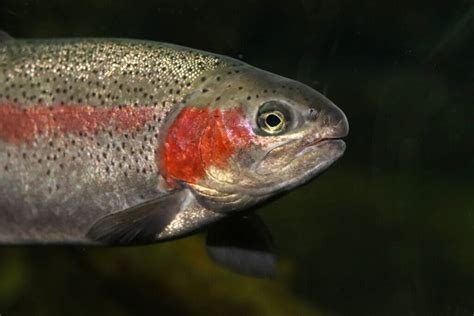The Rainbow Trout A Multicolored Salmonidae My Animals