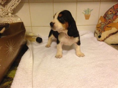 Basset Hound Puppies For Sale Colorado Boulevard Co 175487