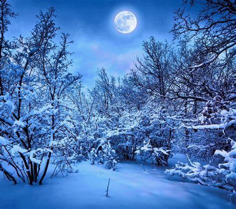 Blue Winter Night In The Forest Big Moon