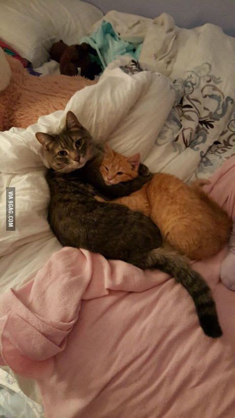 Cuddle Buddies Cute Cats And Kittens Kittens Cutest Cats In Love