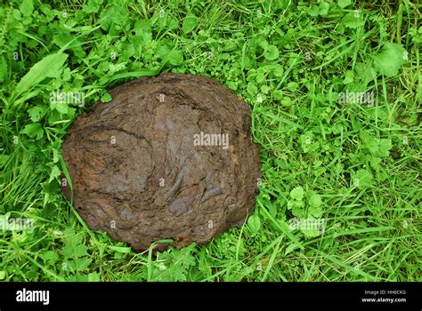 Top 125 Pictures Of Different Animals Poop