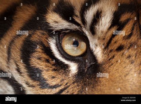 Sumatran Tiger Eye Stock Photo Alamy