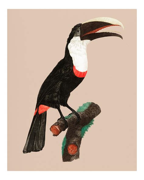 toucan ramphastos vintage illustration wall art print and poster des royalty free
