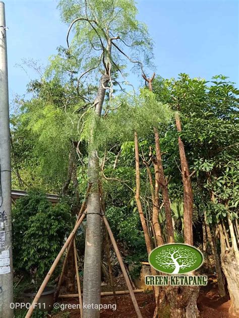 Tanaman ini dapat dikenali dari bentuk daunnya yang berukuran kecil. Jual Pohon Kelor Afrika Harga Murah Siap Kirim » Green Ketapang