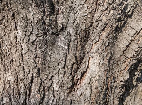 Old Tree Bark Stock Photo Image Of Stump Surface Nature 39534600