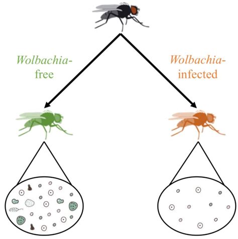 Microorganisms Free Full Text Influential Insider Wolbachia An