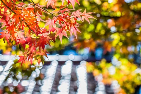 Maple Red Leaf Tree Autumn Macro Glare Focus Blur Wallpapers Hd