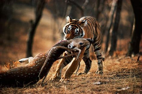 Indian Tiger Catching His Prey Rnatureismetal