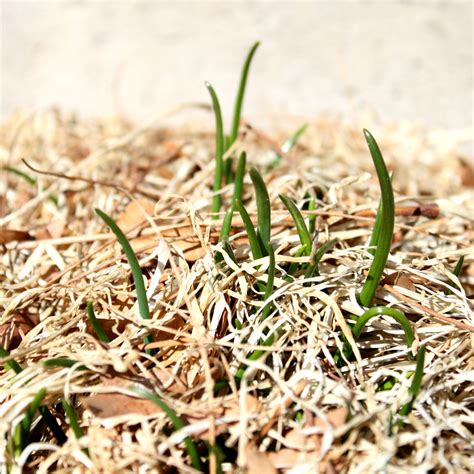 Chives Sprouting in the Spring Garden Picture | Free Photograph | Photos Public Domain