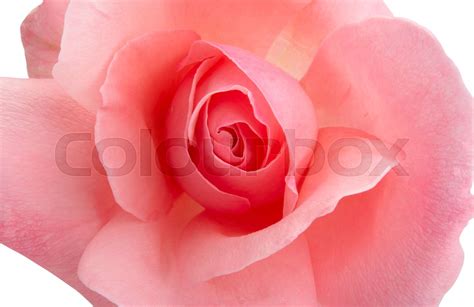 Pink Rose Isolated Stock Image Colourbox