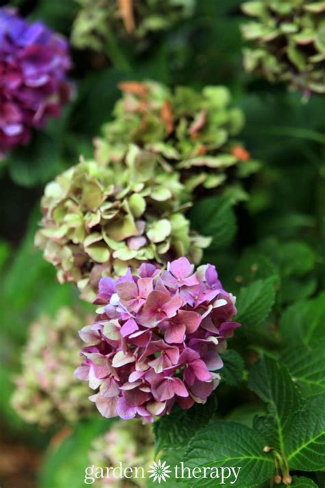 1 tip for someone who wants to preserve their flowers is to decide what way will be most practical. The Simple Way to Dry Hydrangea Flowers and Retain Their Color