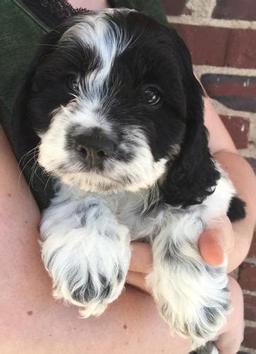 Sheepadoodle sheep dog doodles standard poodle labradoodle goldendoodle ausiedoodle oes dog old english sheepdog poodles bernedoodle doodle cockapoo, usa puppyspot has helped families across the country fetch their new best friends, and we have puppies for sale in every state. Cavachon Puppy for Sale - Adoption, Rescue | Cavachon ...