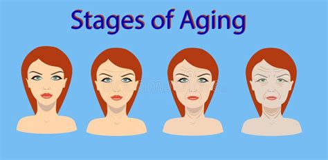 Stages Skin Aging Stock Illustrations 51 Stages Skin Aging Stock