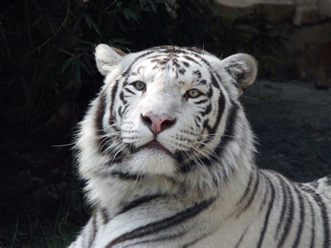 White Tiger Hd Wallpapers High Definition Free Background