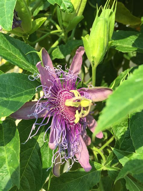 Purple Passion flower | Purple passion flower, Passion flower, Plants