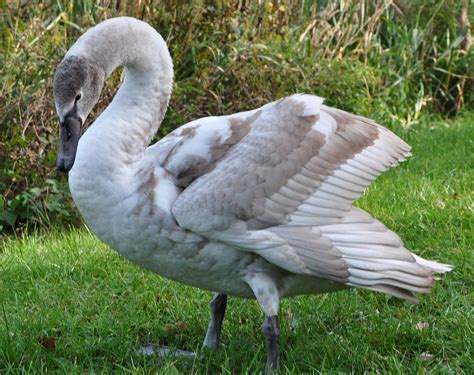 Wunderschön ✔ найдено 4 значения слова ✔ wunderschön wunderschön: Wunderschön Foto & Bild | tiere, junger schwan, motive ...