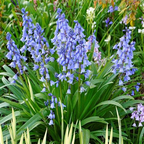 Spanish Bluebells Hyacinthoides Blue Easy To Grow Bulbs