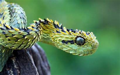 Snake Reptile Animals Nature Vipers Desktop Backgrounds