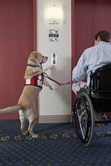 Do Service Dogs Have To Be Licensed