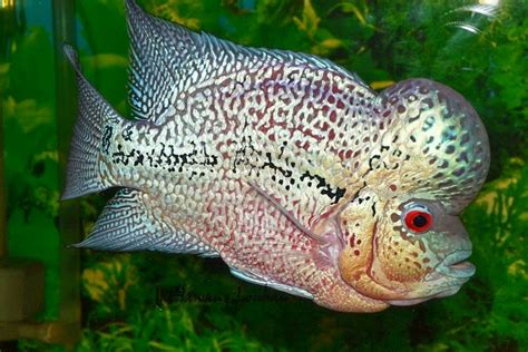 Budidaya Gambar Dan Cara Merawat Ikan Louhan Yang Benar Biar Cepat