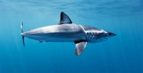 Mako Sharks The Fastest Sharks In The The World Nautilus Liveaboards