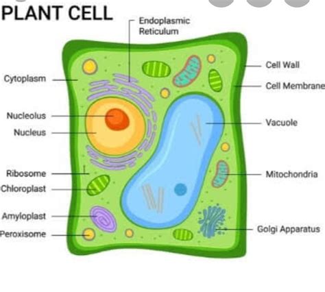 Draw A Neat Diagram Of A Typical Plant Cell And Label It Various Parts Brainly In