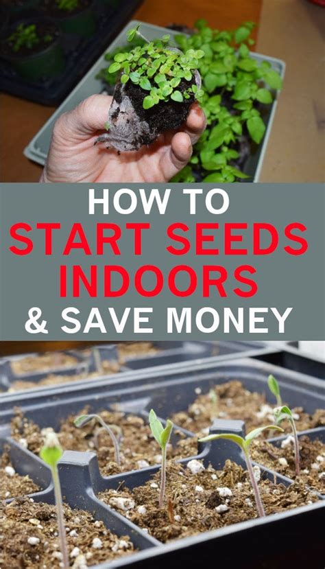 How To Start Seeds Indoors 12 Steps · Hidden Springs Homestead