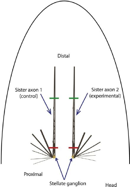 2 Dissection Of Giant Axons A Diagram Illustrating The Position Of The