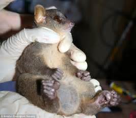 Northern Giant Mouse Lemur Has The Biggest Testicles Among Primates