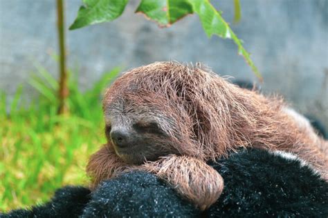 Filhote de preguiça resgatado em Alagoas é acolhido em parque