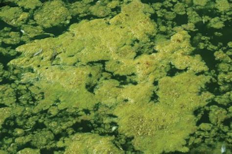 Algae Facts Classification And Examples