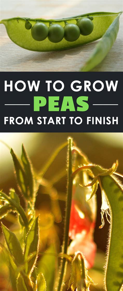 How To Grow Peas The Complete Guide