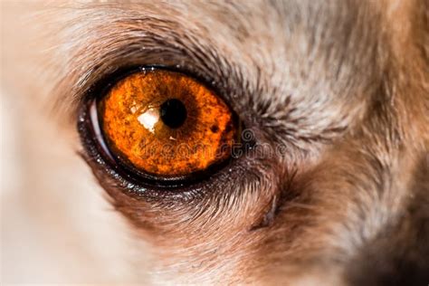 Beautiful Big Red Eye Of Wild Animal High Detail Stock Photo Image