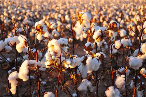 Cotton Field Wallpapers Top Free Cotton Field Backgrounds